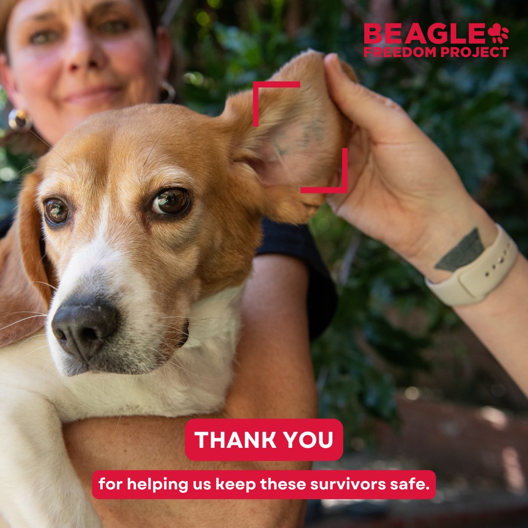 If you work at a shelter &amp; spot an animal w/ a tattoo or tag on their ear, it's likely they're a survivor from a testing lab who has unique needs and requires expert care. If you see one, contact us immediately. Let's work together to give these them the 2nd chance they deserve.