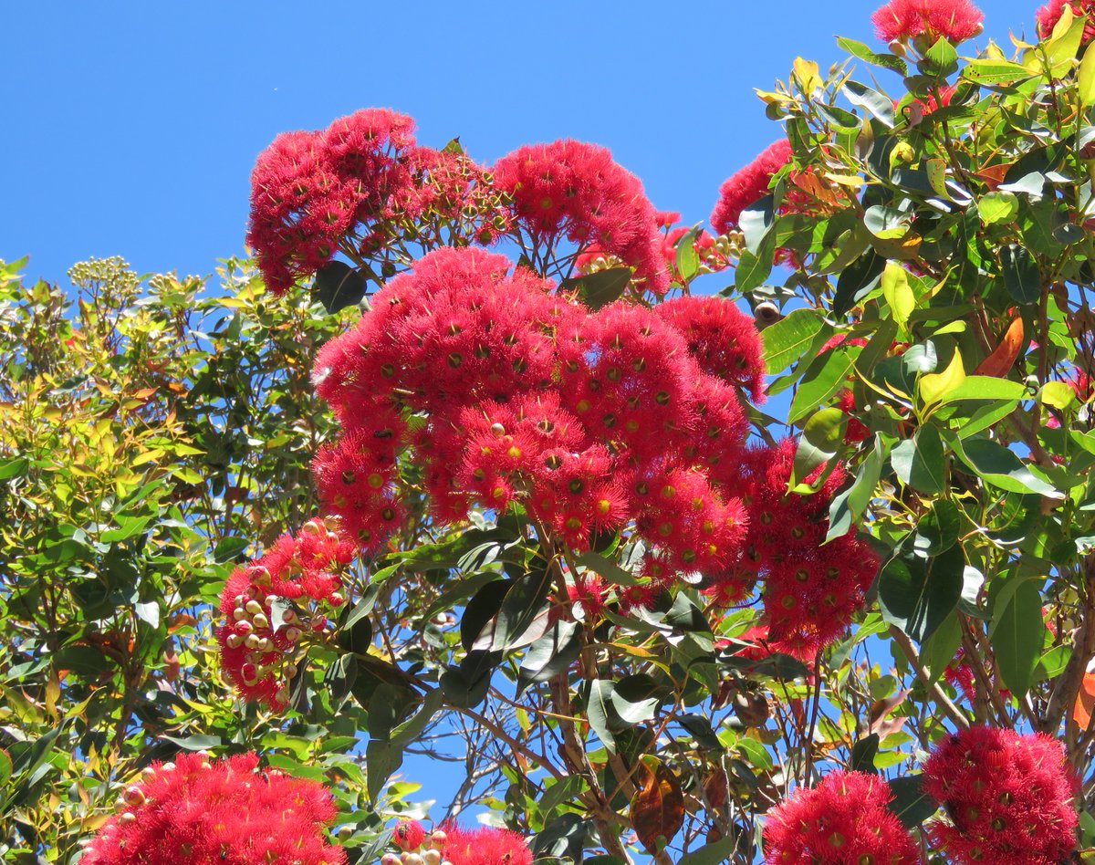 Corymbia ficifolia from Western Australia, at Port Albert in Victoria

#Corymbia #Myrtaceae #ozplants