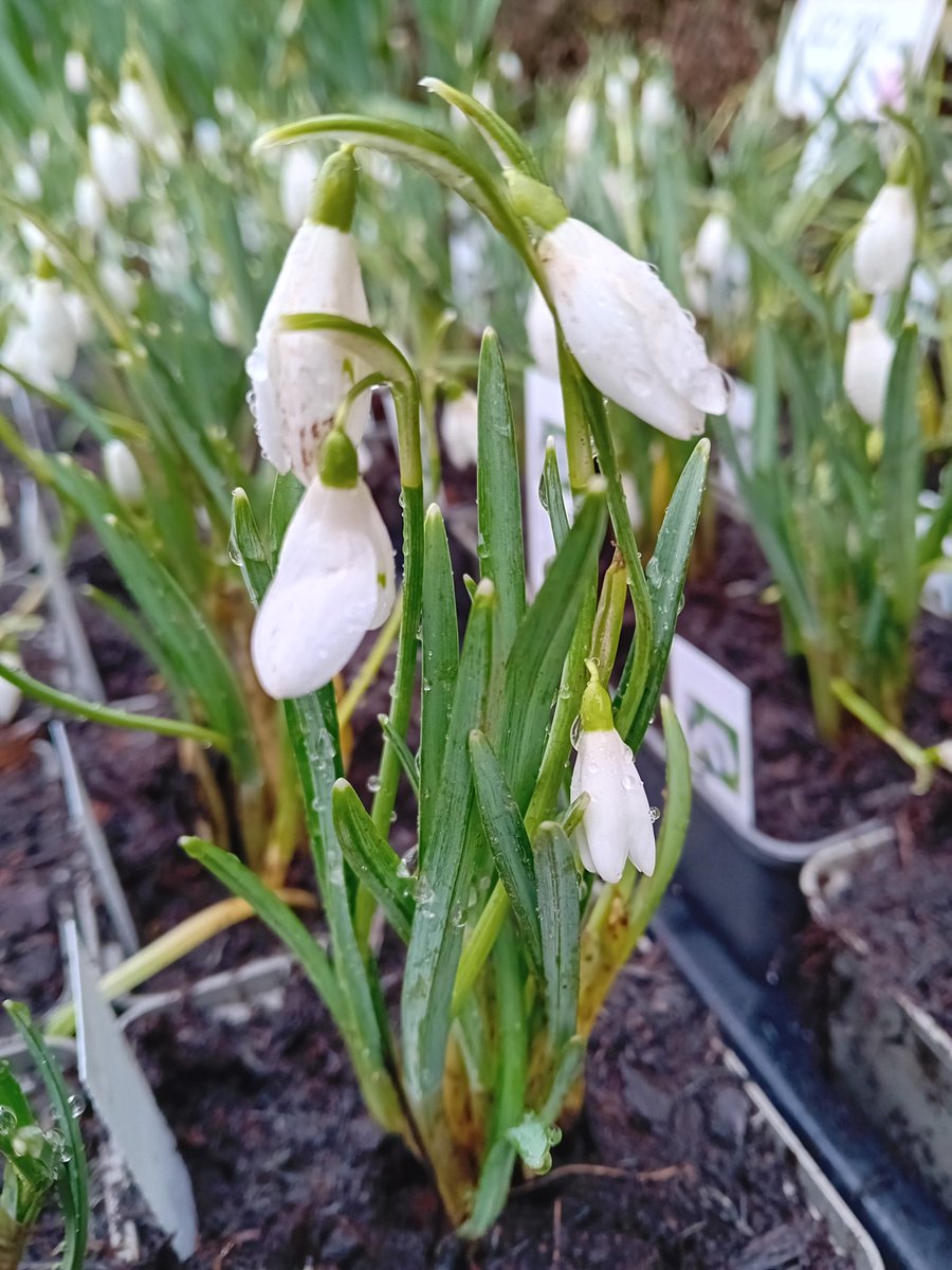 Spring/winter Halwf Way Snowdrops 'in the green' ... ready for February 2nd - traditionally ...
