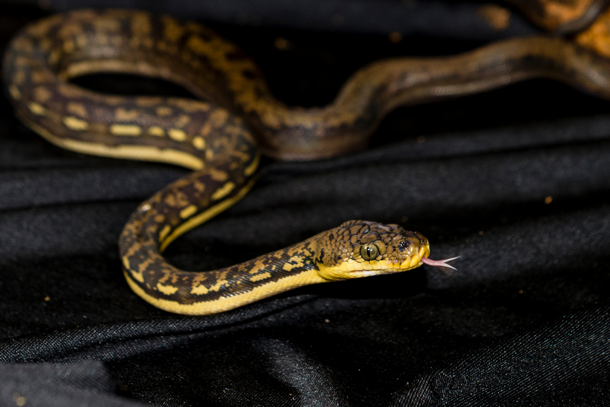 RealmOfAnimals's tweet photo. 🐍 Check out the Timor Python! Found on the beautiful islands of Indonesia, these snakes can grow up to 8 feet long and have iridescent scales that shine like a rainbow in the sun! 🌈 #PythonPerfection https://t.co/CEu4lhF8QR
