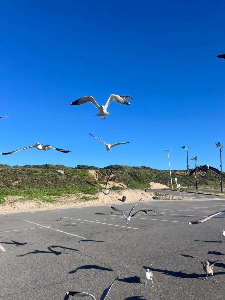 Big_lemonsss's tweet photo. I like to listen to the sound of the waves and the feeling of the sea breeze blowing on my face. Let’s fly freely https://t.co/vojRsMm9dT