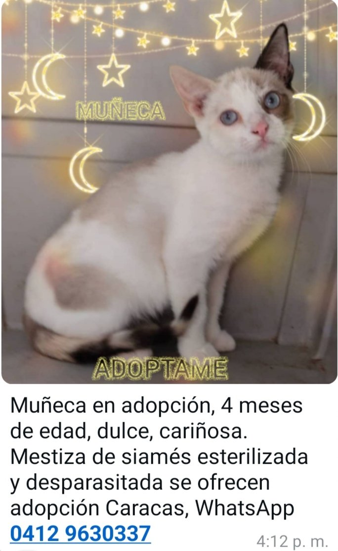 Def_LasAcacias's tweet photo. Esta Angelita está buscando hogar, si está interesado puede comunicarse al número que aparece en la imagen https://t.co/lWC7TBxOrr