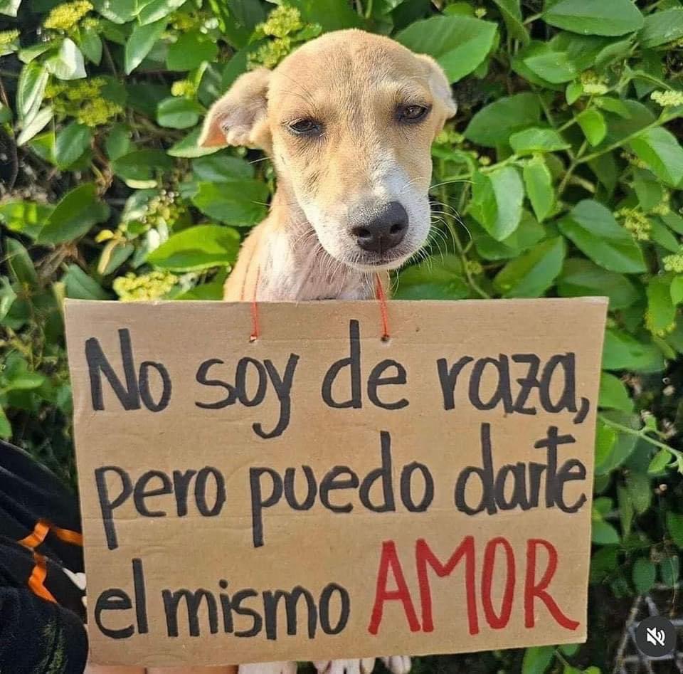 Ellos también merecen amor y atención 
🥹🫶🏻🐶✨

Estás de acuerdo? 🥹🥰🤍✨