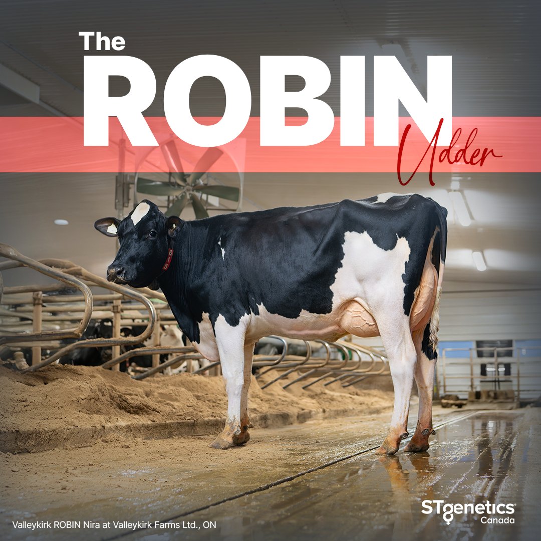 STgenCanada's tweet photo. ROBIN RED de #STgeneticsCanada, the #1 Red Sire for Proven LPI, is balance, performance and production with a right leaning linear for a complete package! #ROBINRED is +3532 GLPI +74 kg Fat +.08% & BB +8 Conf. Available in #Ultraplus™. More: https://t.co/ovsMOQkht7 https://t.co/w3HPXQtv3a