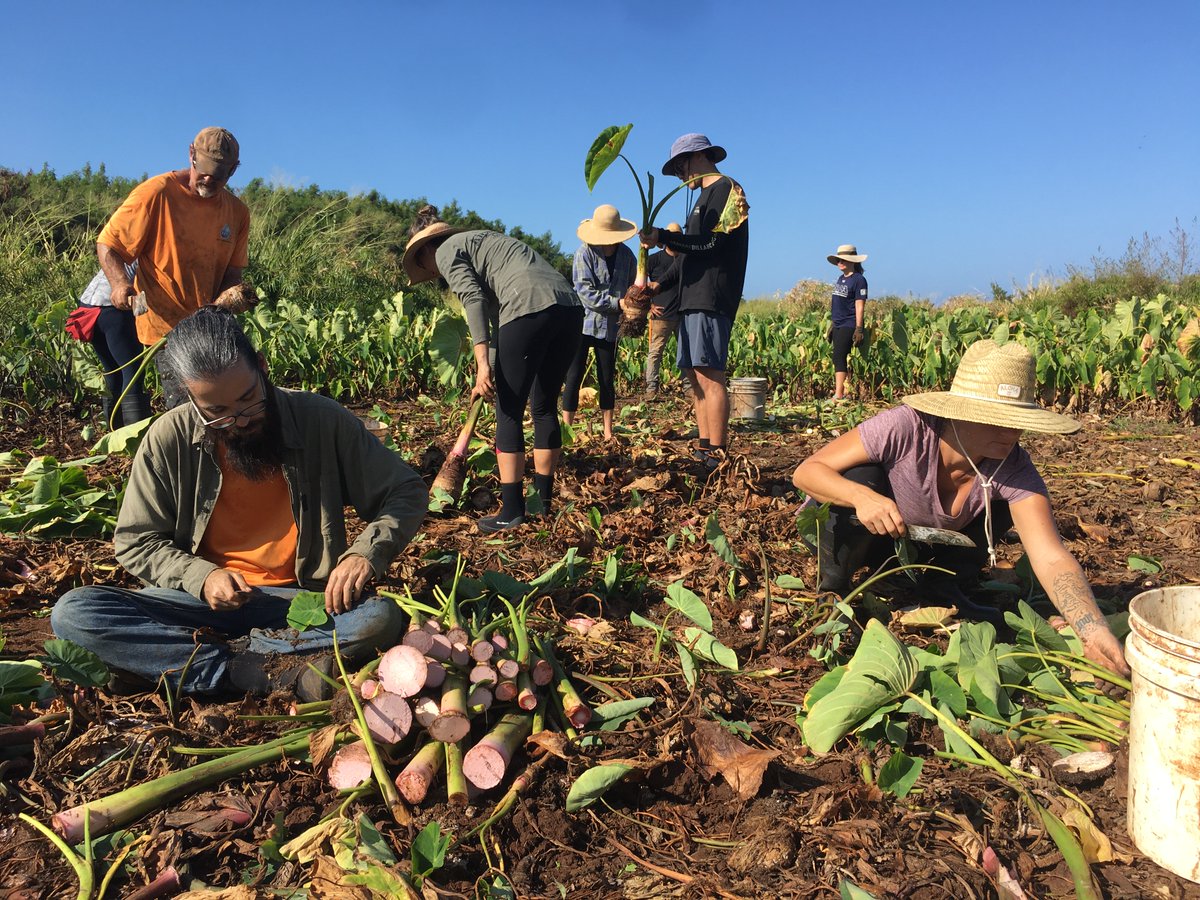 FarmAnswers's tweet image. GoFarm Hawai'i, Providence Farm Collective, and Frontline to Farm's beginning farmer programming was developed with funding through their USDA-NIFA BFRDP Project. 

Learn more on the Farm Answers podcast at farmanswers.captivate.fm.