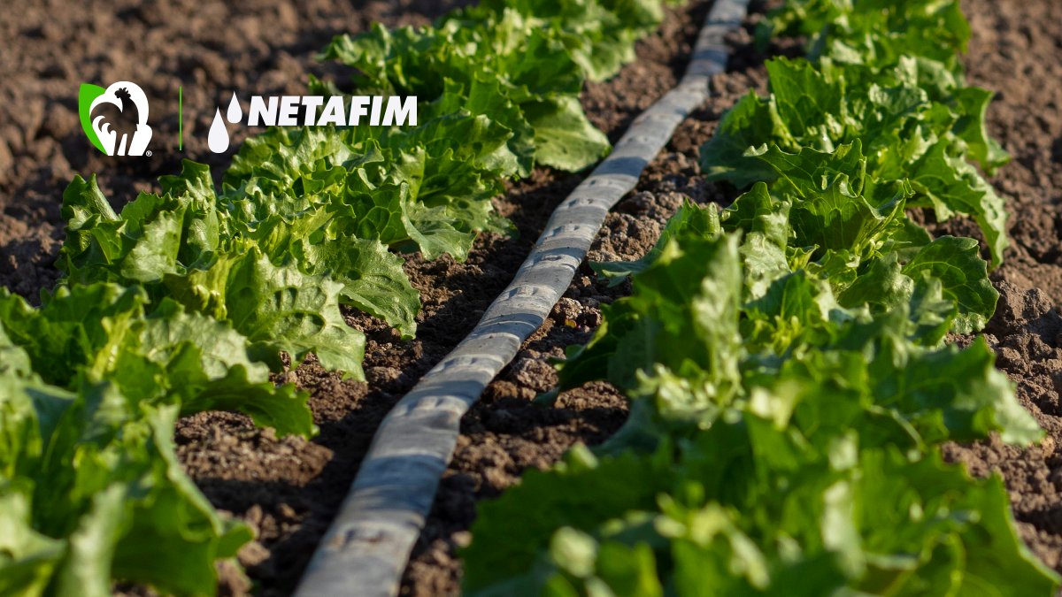 Innova_Agricola's tweet photo. 💧🌱 Maximiza tu cosecha con los sistemas de riego de Netafim, disponibles en Innovación Agrícola. Lleva agua y nutrientes directo a la raíz para mejores rendimientos.  #RiegoInteligente #AgriculturaEficiente https://t.co/iGvPRIImbO