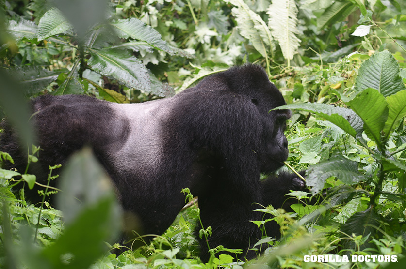 Following reports of a respiratory outbreak in Christmas group, Dr. Nelson conducted a monitoring visit. #Silverback Christmas had been showing the most persistent symptoms but fortunately he is showing signs of improving! We will keep monitoring him to track his recovery.
