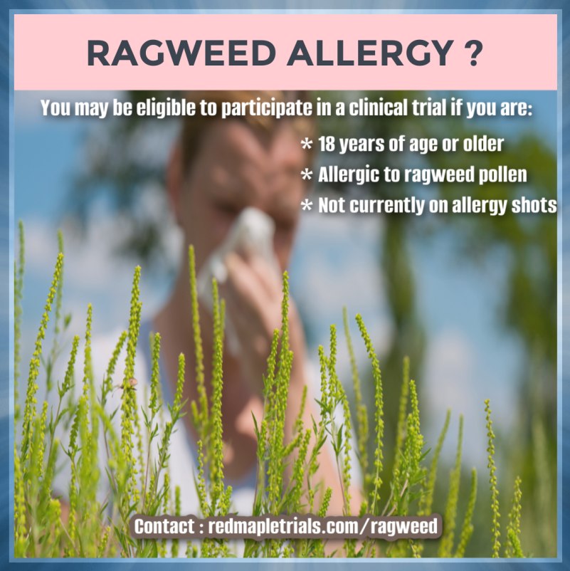 RedMapleTrials's tweet image. Currently recruiting for a ragweed allergy clinical trial. Learn more here: redmapletrials.com/ragweed