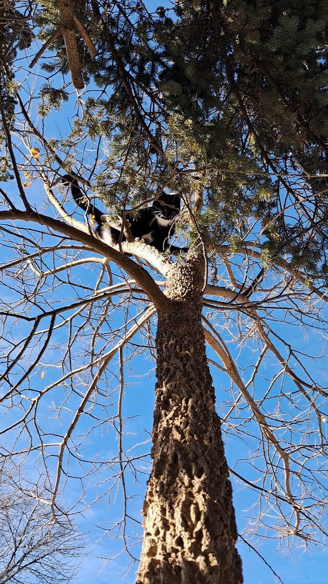 HankIsSTILLAFed's tweet photo. my cat got stuck in a tree no joke https://t.co/gGsXv58bOV
