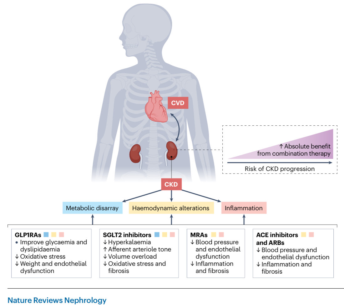 Los beneficios cardiorrenales observados al combinar los fármacos más eficientes para el tratamiento de la enfermedad renal crónica son múltiples y sinergicos, deberían implementarse lo antes posible en los de mayor riesgo

Nature Rev Neph 2025
doi.org/10.1038/s41581…