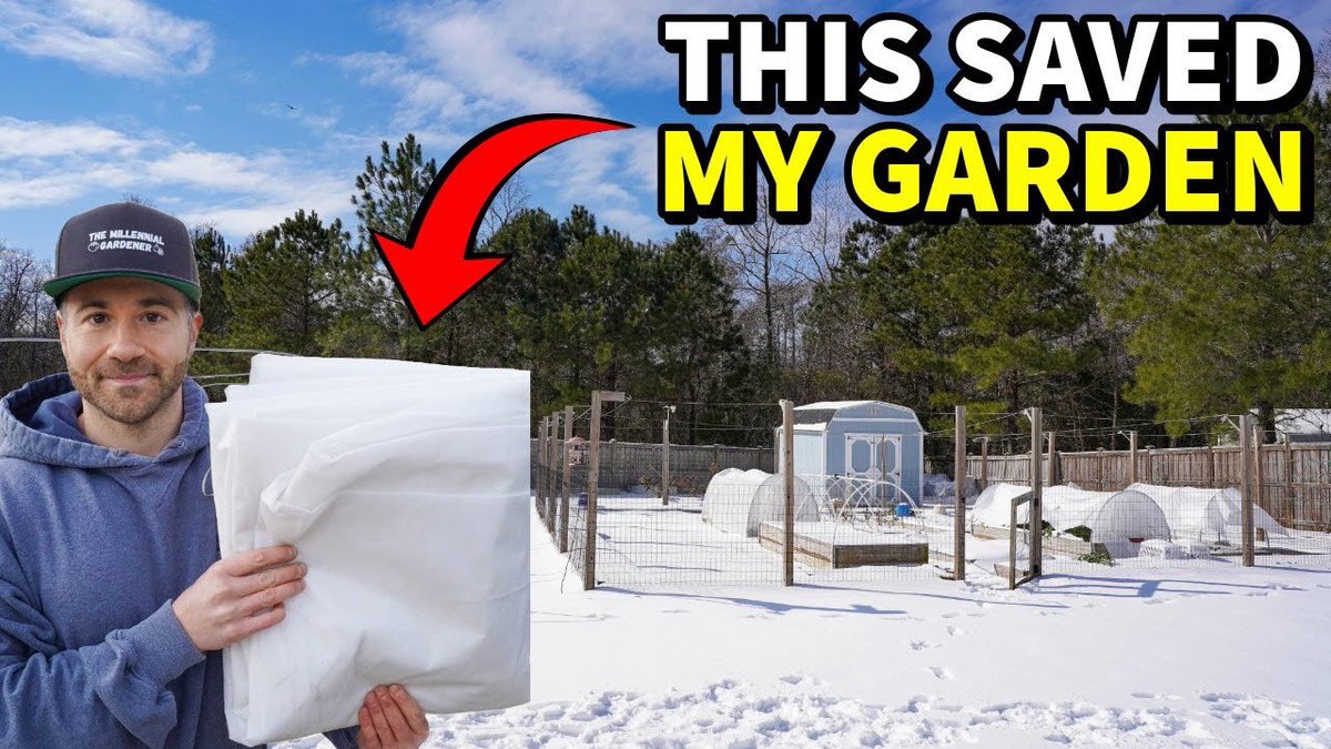 NCGardening's tweet photo. Historic cold and snow put my #garden through its biggest test. Learn how I used agricultural fabric to save my plants. This is a full #tour with astounding results 😮
https://t.co/PqafG1aK6Q
#gardening #vegetablegarden #vegetablegardening #coldprotection #rowcovers #gardentour https://t.co/vuTPUN8umX