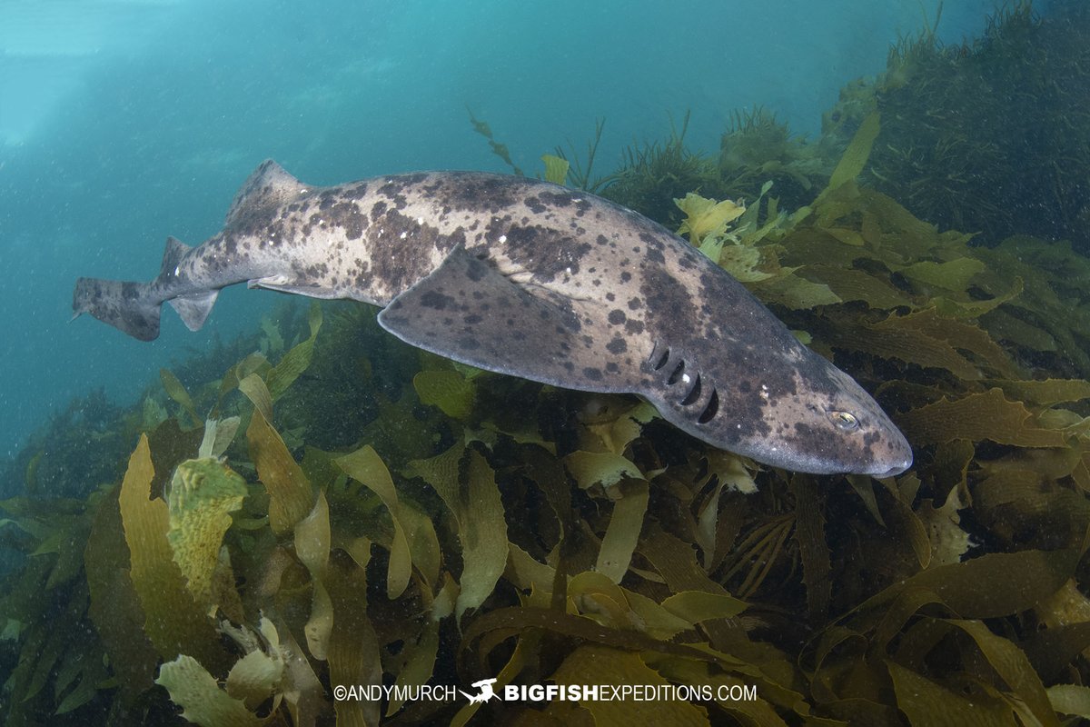 BigFishTrips's tweet photo. Australian Swell Shark aka Draughtboard Shark. Spring Beach, Tasmania.
#draughtboardshark #australianswellshark #divetasmania #springbeach #sharksandrays https://t.co/DGxfsY2eBn