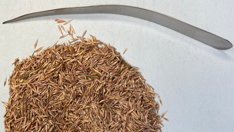 SGS Crop Science - Canada (@seed_testing) on Twitter photo SGS Crop Science Seed Team is excited to sponsor the Champion Pedigreed Forage Seed Class at AgExpo's 2025 North American Seed Fair. Let's join forces to promote the pedigreed seed industry & cheer on seed champions!
Deadline is Feb 7th! Details: ca.cropscience@sgs.com SGS Crop Science Seed Team is excited to sponsor the Champion Pedigreed Forage Seed Class at AgExpo's 2025 North American Seed Fair. Let's join forces to promote the pedigreed seed industry & cheer on seed champions!
Deadline is Feb 7th! Details: ca.cropscience@sgs.com