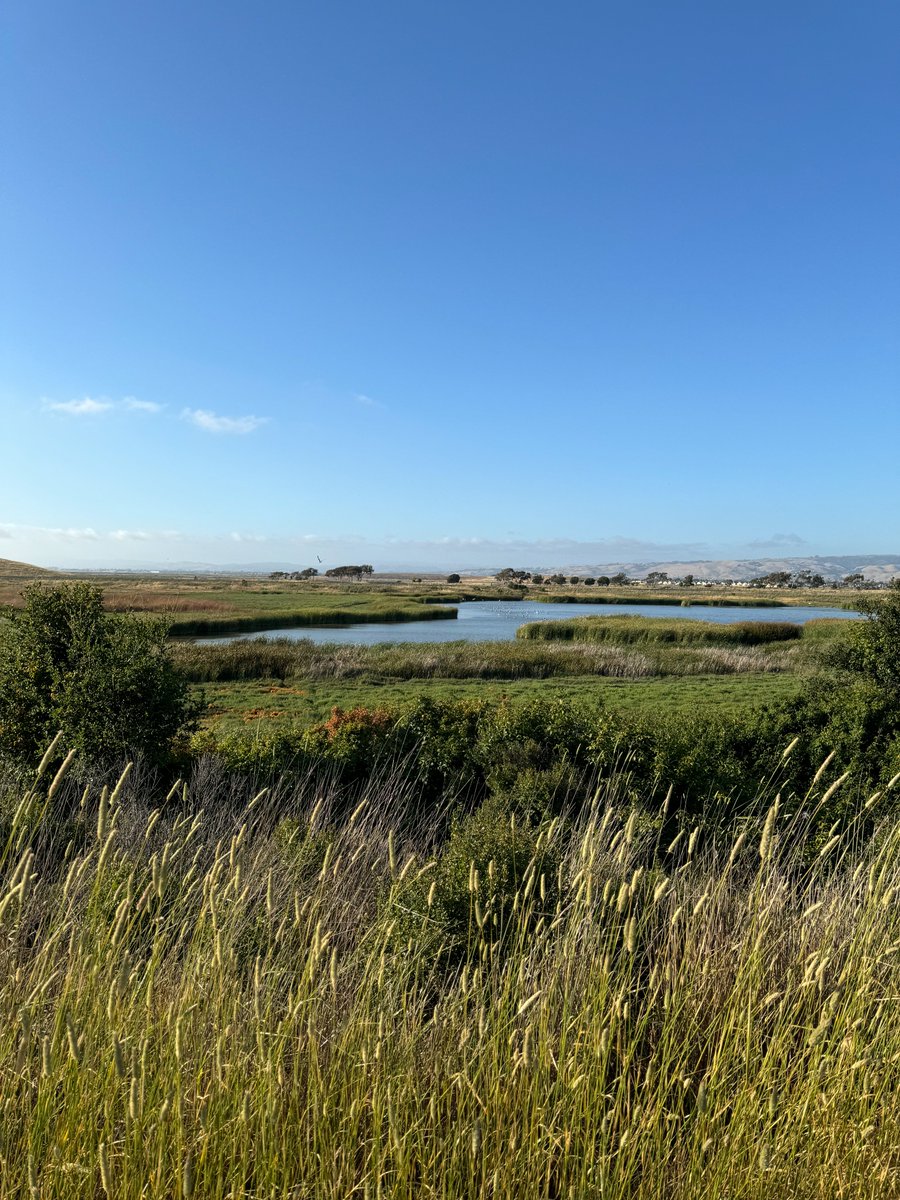 Happy #WorldWetlandsDay! Did you know wetlands like the marsh and grasslands of #CoyoteHillsRegionalPark are so important for clean water and biodiversity? Let's all do our part to protect them! One easy way? Keep litter off our streets and out of storm drains.