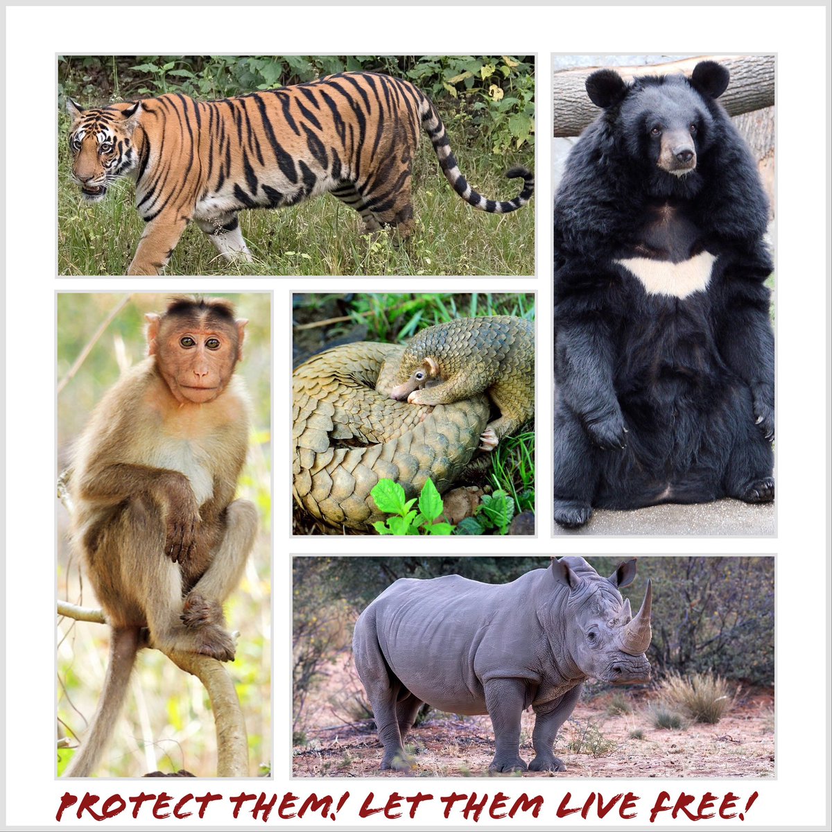 TweedTweedle's tweet photo. 🇨🇳enforce &amp; enact laws to end the sadistic evil torture culture!

#China
#ChineseCulture
#ChineseDeplorables
#tiktokrefugees #XHS 

@MFA_China @SpoxCHNinUS 
@AmbXieFeng @Zhengfawei80 @Chinamission2un @ChinaAmbUN 
@Zhou_Li_CHN @zlj517 @SpokespersonCHN
@embzhangrun @chineseembinus https://t.co/VB1IK9T63V