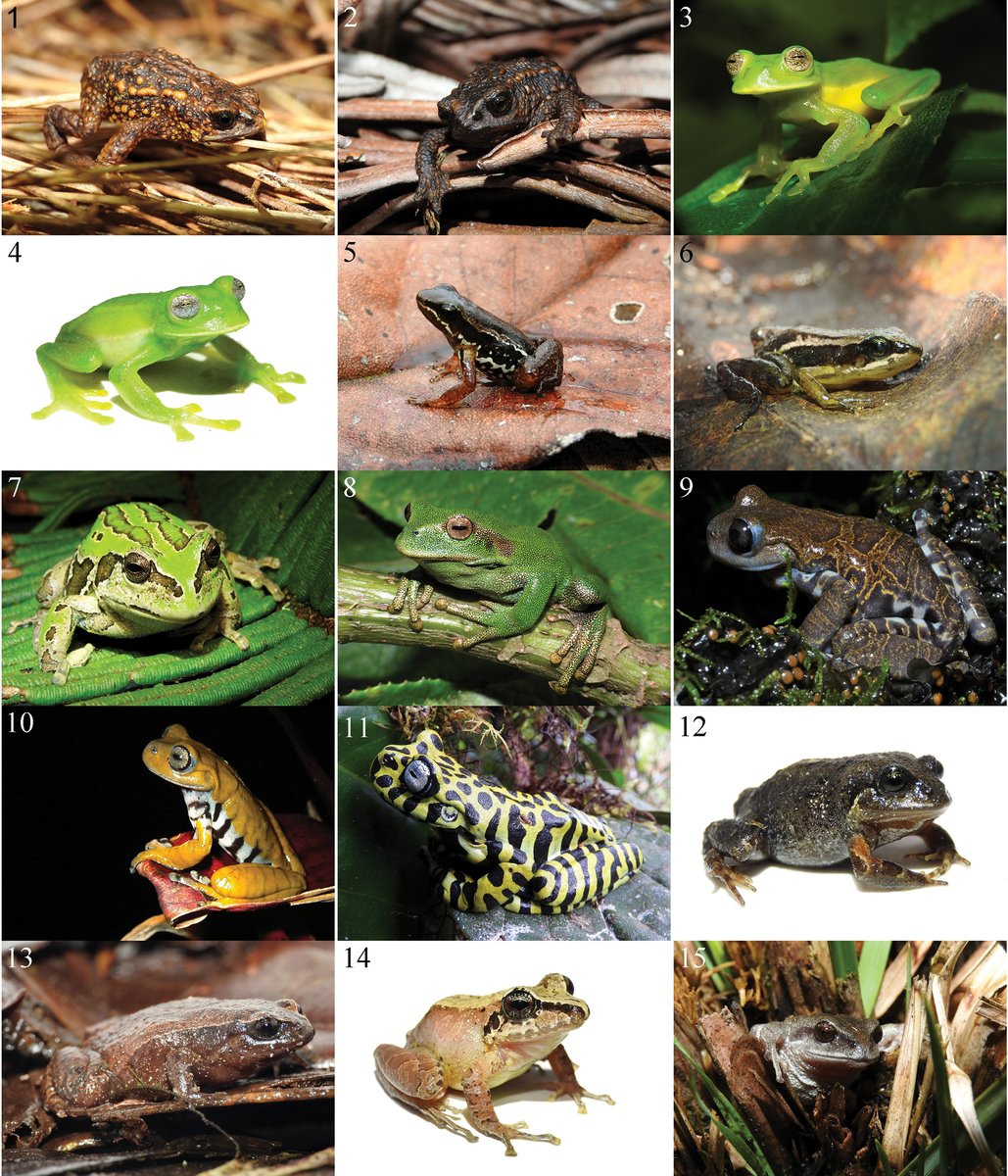 Sounds🎶🐸 of the Andes 🏔️🇪🇨! 
The result of years of work and an unusual passion!
Congratulations, #DiegoBatallas! 
Open Access: zookeys.pensoft.net/article/137972/
#USFQ_Research 🐉