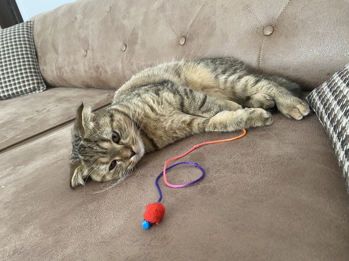 Leyla delirdi 
Necla Oğuz’a kaçtı
Fikret Tahsin’e gitti 
Her sene iki kez baştan sona izlemiyor gibi yine bu şekil oldum😏😂