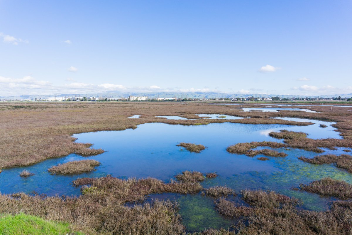 Happy #WorldWetlandsDay! Did you know that wetlands are vital to our planet's health? Let's protect these amazing ecosystems! Check out Sunnyvale Baylands Park, a local gem where nature and community thrive. Join us in preserving this precious resource.
#PollutionPrevention