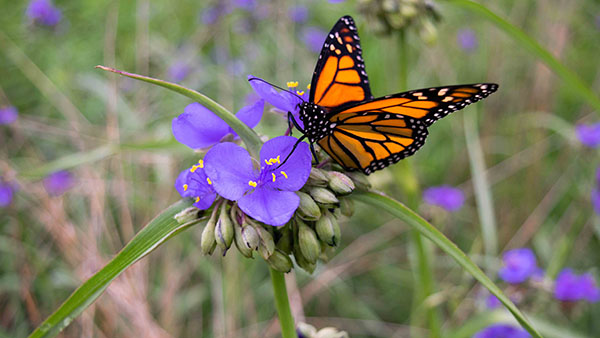 North Central IPM Center (@ncipmc) on Twitter photo The January Central Issue includes info about:
-Tar spot detection and modeling
-How monarch "threatened" status affects landowners (webinar)
-Bird flu in Michigan
-Northern giant hornet status update
ncipmc.org/january-2025-c…
<a href="/ISU_IPM/">Iowa State Plant Protection</a> @LauraJesseIles <a href="/ISU_YardGarden/">Iowa State Yard and Garden</a> The January Central Issue includes info about:
-Tar spot detection and modeling
-How monarch "threatened" status affects landowners (webinar)
-Bird flu in Michigan
-Northern giant hornet status update
ncipmc.org/january-2025-c…
<a href="/ISU_IPM/">Iowa State Plant Protection</a> @LauraJesseIles <a href="/ISU_YardGarden/">Iowa State Yard and Garden</a>