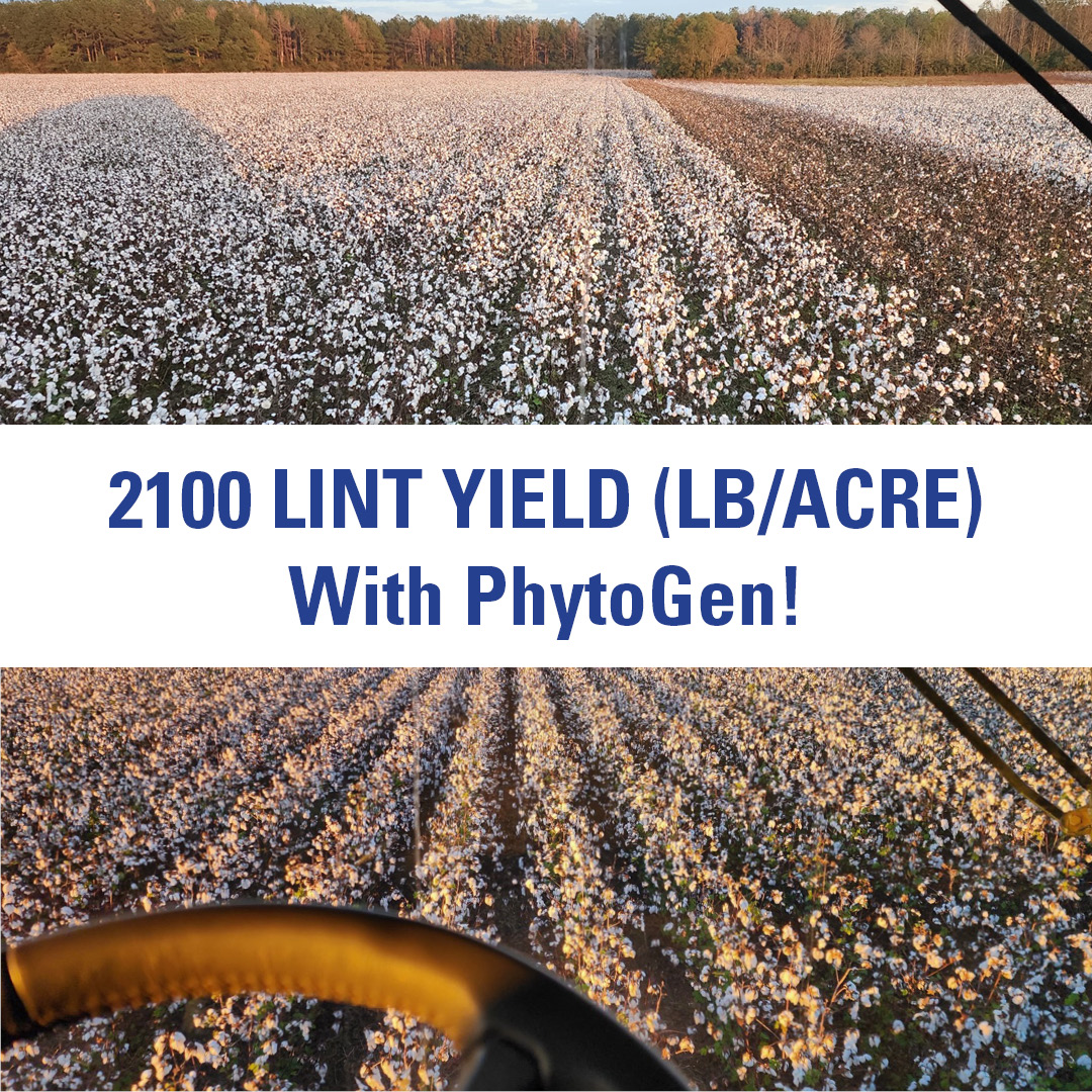 Yield Alert! Diller Farms achieved an impressive 2100 lint yield (lb/A)  with PhytoGen brand PHY 475 W3FE in Walnut Hill, Florida! 🎉  #GrowWithPhytoGen #yield #cottonfarming