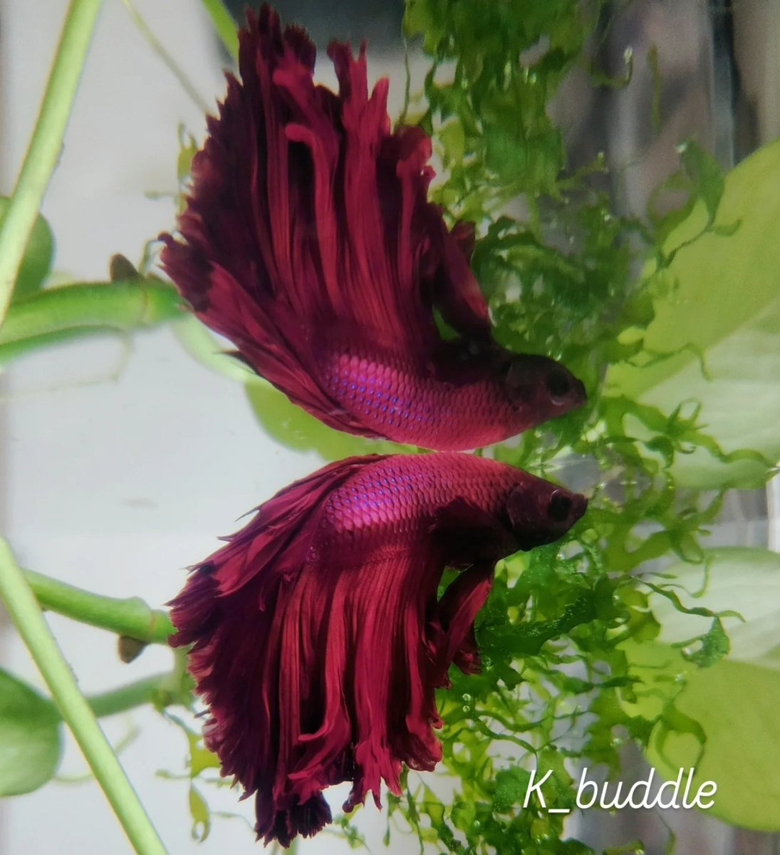 Kingbudle's tweet photo. 우리집 베타(Betta splendens) 몬난이~이쁘쥬?ㅎㅅㅎ
#베타 #물고기 #열대어 #Betta #splendens https://t.co/1wTU3w0buP