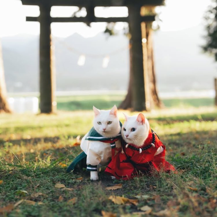 dailyinukag's tweet photo. https://t.co/MdN5tYdYGI