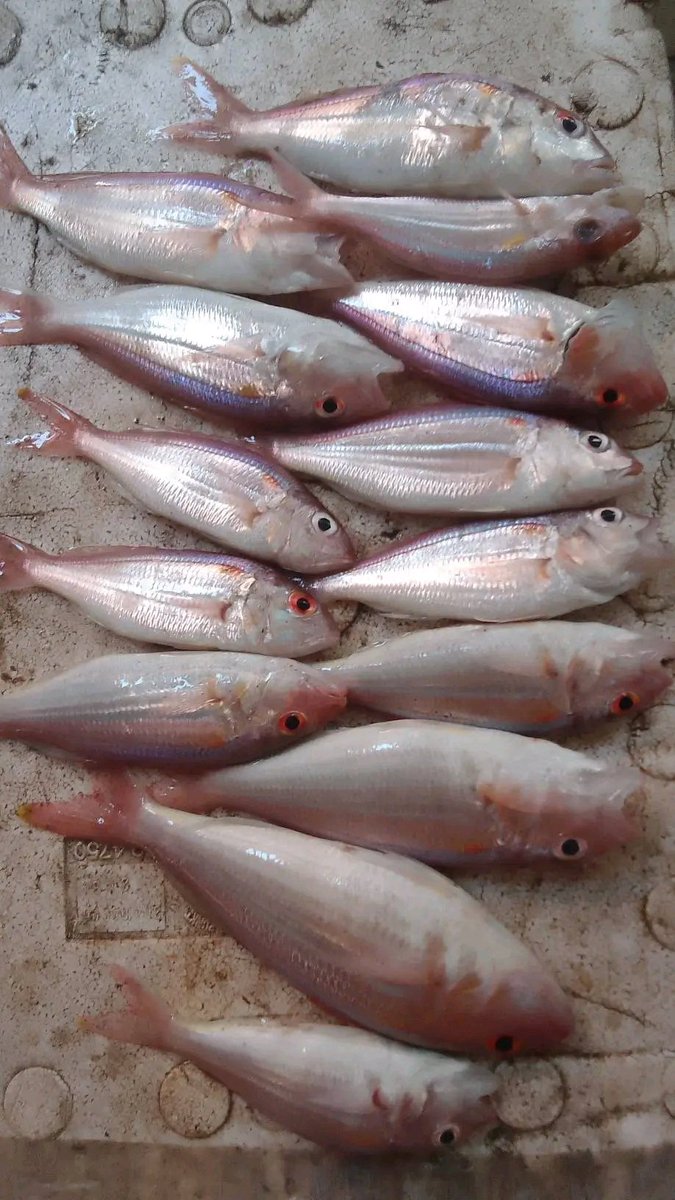 SukronJayadi2's tweet photo. Kamis, 30/1/25 Muh Sukron, Luhkan Lombok Barat,di KUB Teluk Indah Ds Taman Ayu, melaporkan tangkapan kurisi, Jaring, pagi, sebanyak 5Kg, harga Rp.25.000/Kg
#GiatLuhkanSatminkalGondol #LombokBarat #Tangkap #LuhLapor #ProduksiTangkap https://t.co/LOJ2hIIJvX