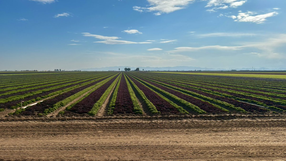 ms__mick's tweet photo. Wrapping up a week of groundtruthing in the California Desert for Land IQ. Surprisingly, farmers grow many crops out here including dates, carrots, lettuce, broccoli, sugar beets, and many others. https://t.co/zaDTHkGrBB