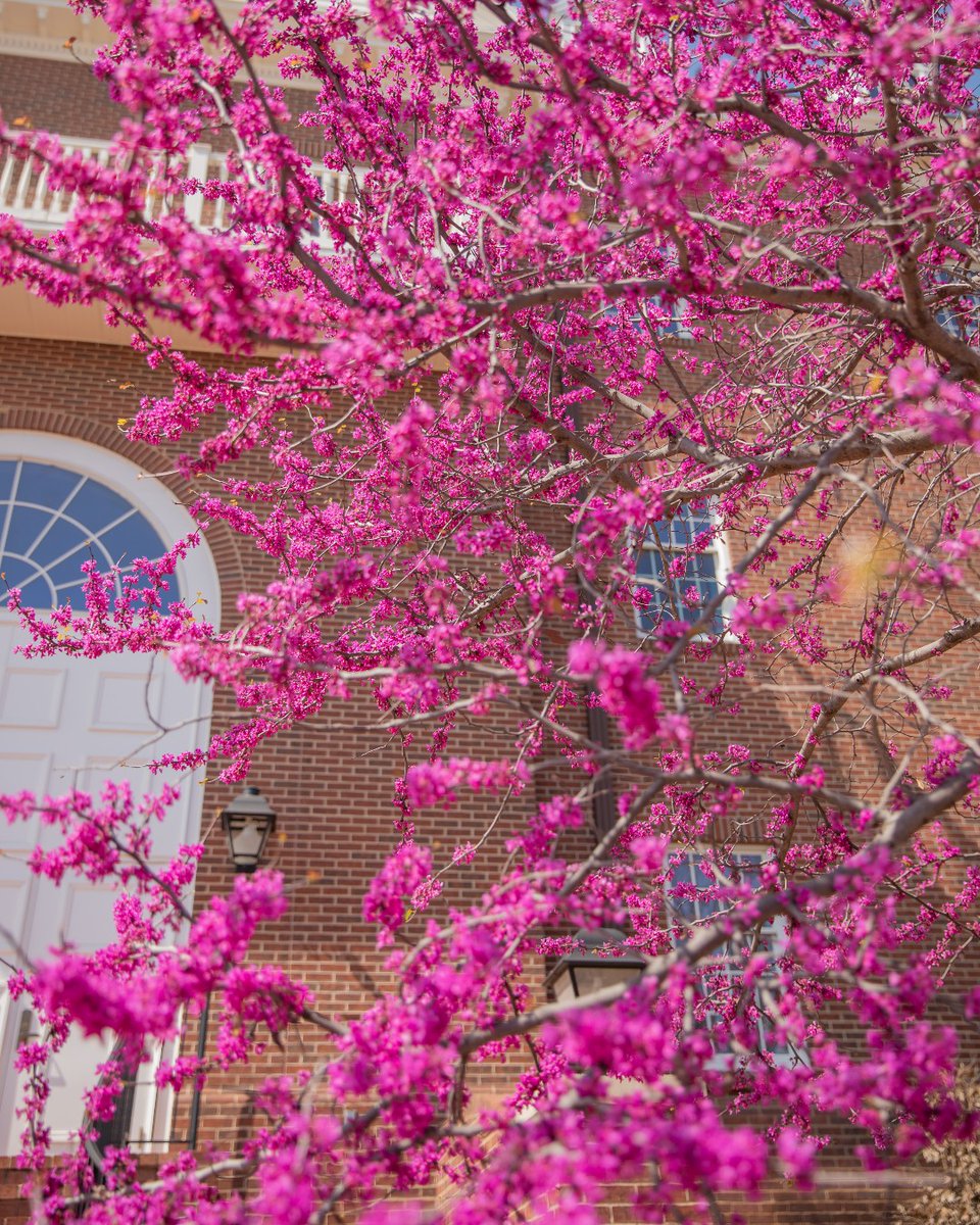 Just daydreaming about Spring coming on campus so soon🍃 ☀️