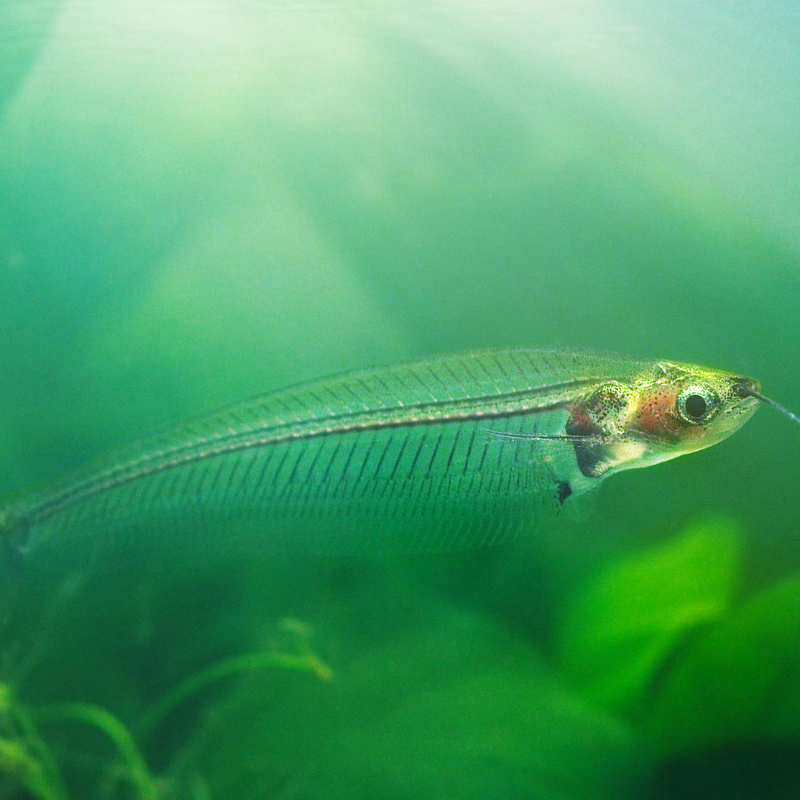 RealAquaticsLtd's tweet photo. Hobbyists... name that fish?
Answers below. No Googlin'...
And no, its not the John Cena fish. #youcantseeme
#namethatfish #tropicalfish #catfish #bottomfeeders #fishing #fish https://t.co/ZQVDTlHKtW