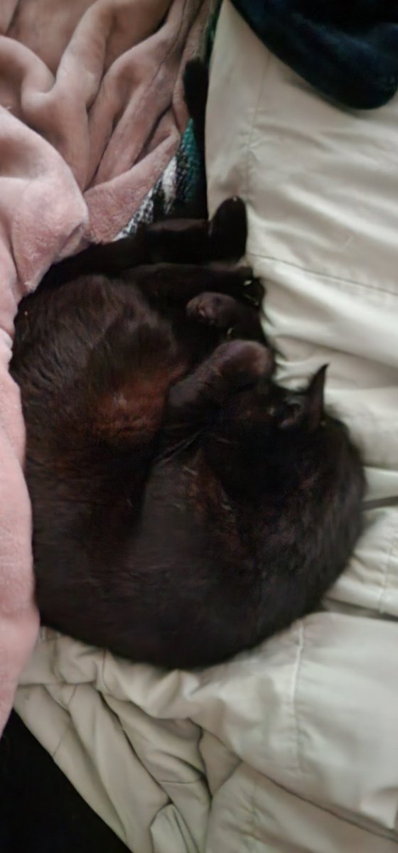 Getting comfort cuddles from the void 💕