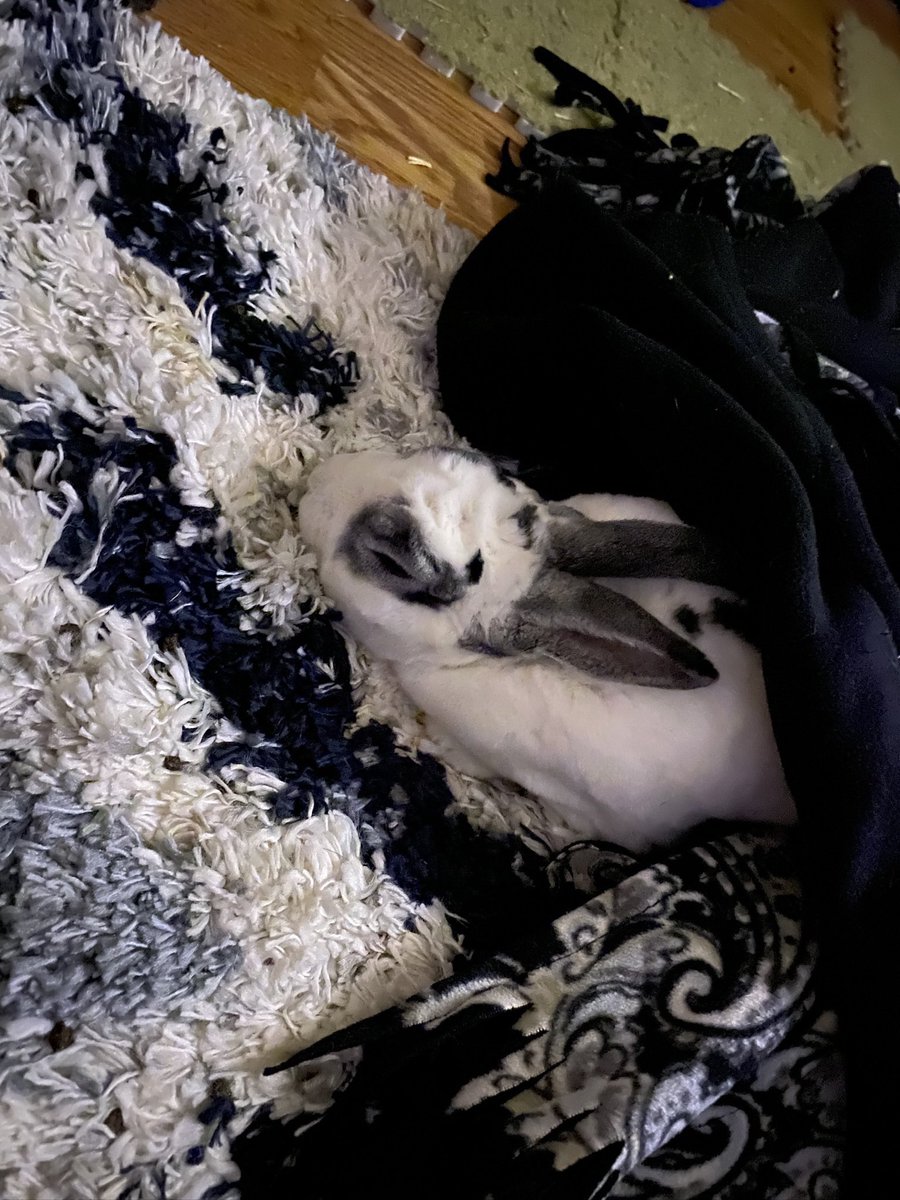 yourl0verkin's tweet photo. Doc dump🐰💛 https://t.co/1rRWIJZq8Q
