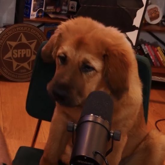 Socialism is when no dog
