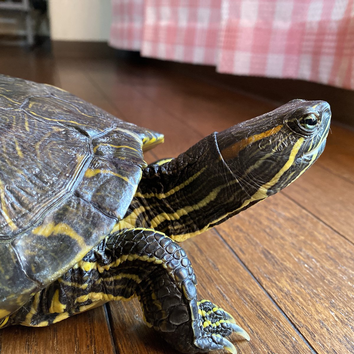 亀ちゃんおはよ〜🐢