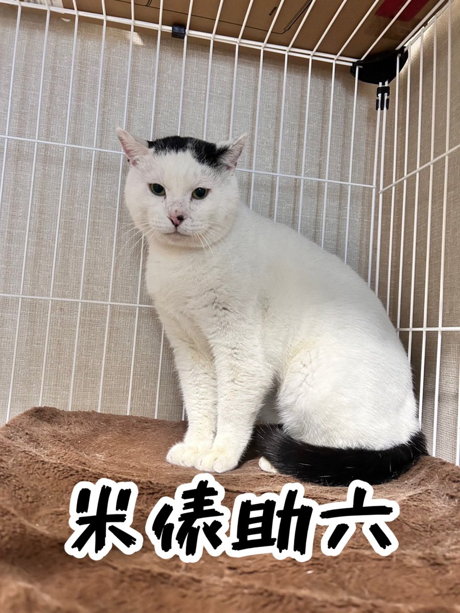おにぎりの呪いで偶然保護した海苔付きにゃんこの名前決まりました