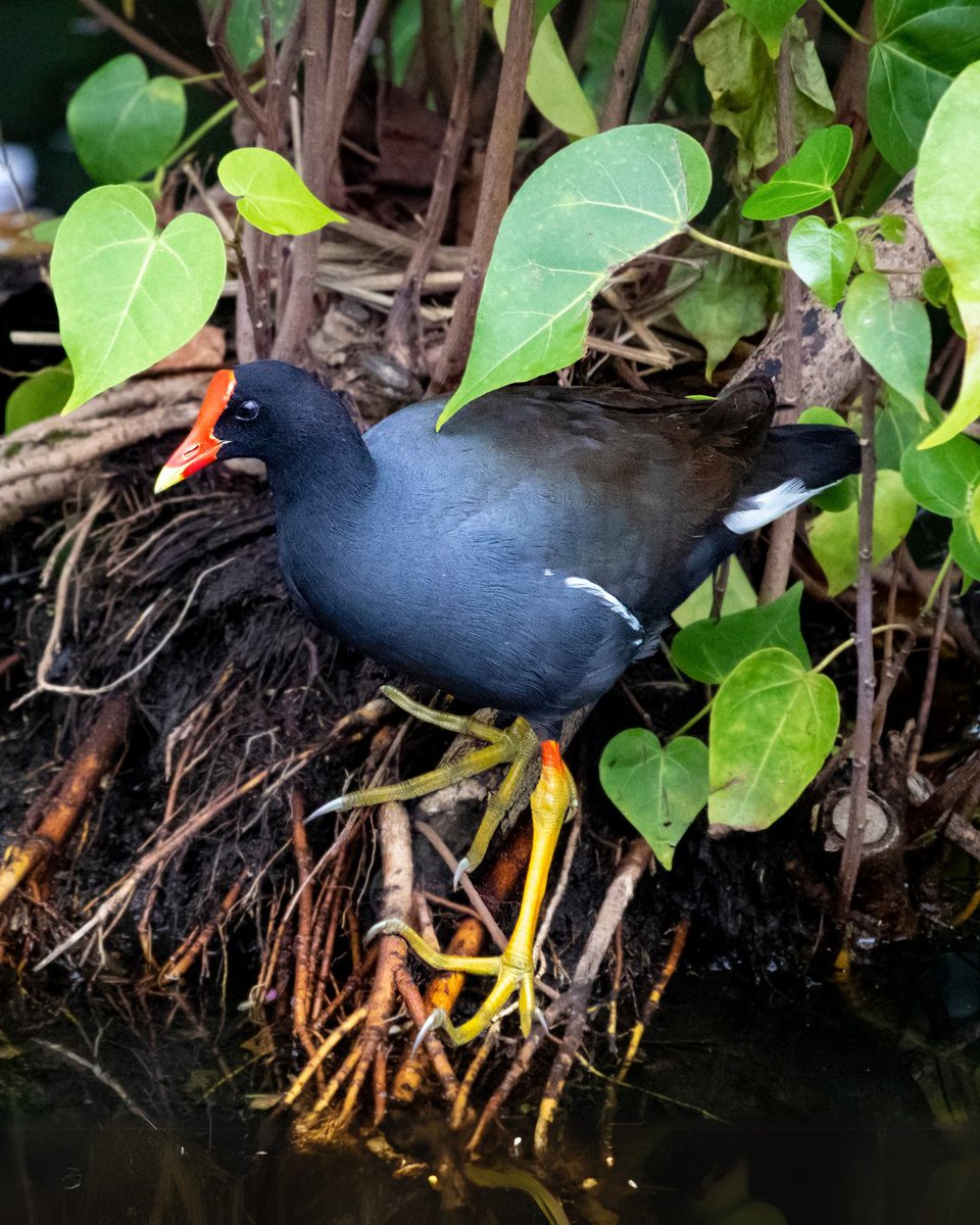Association of Field Ornithologists tweet media