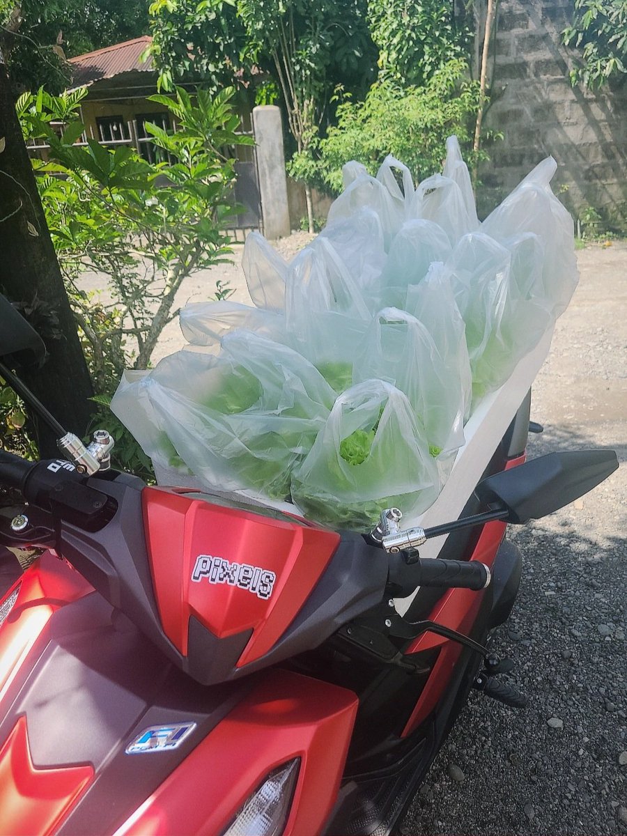 Gm! I'm going to Bucks Galore to sell these fresh heads of lettuce 😁
<a href="/pixels_online/">Pixels</a>