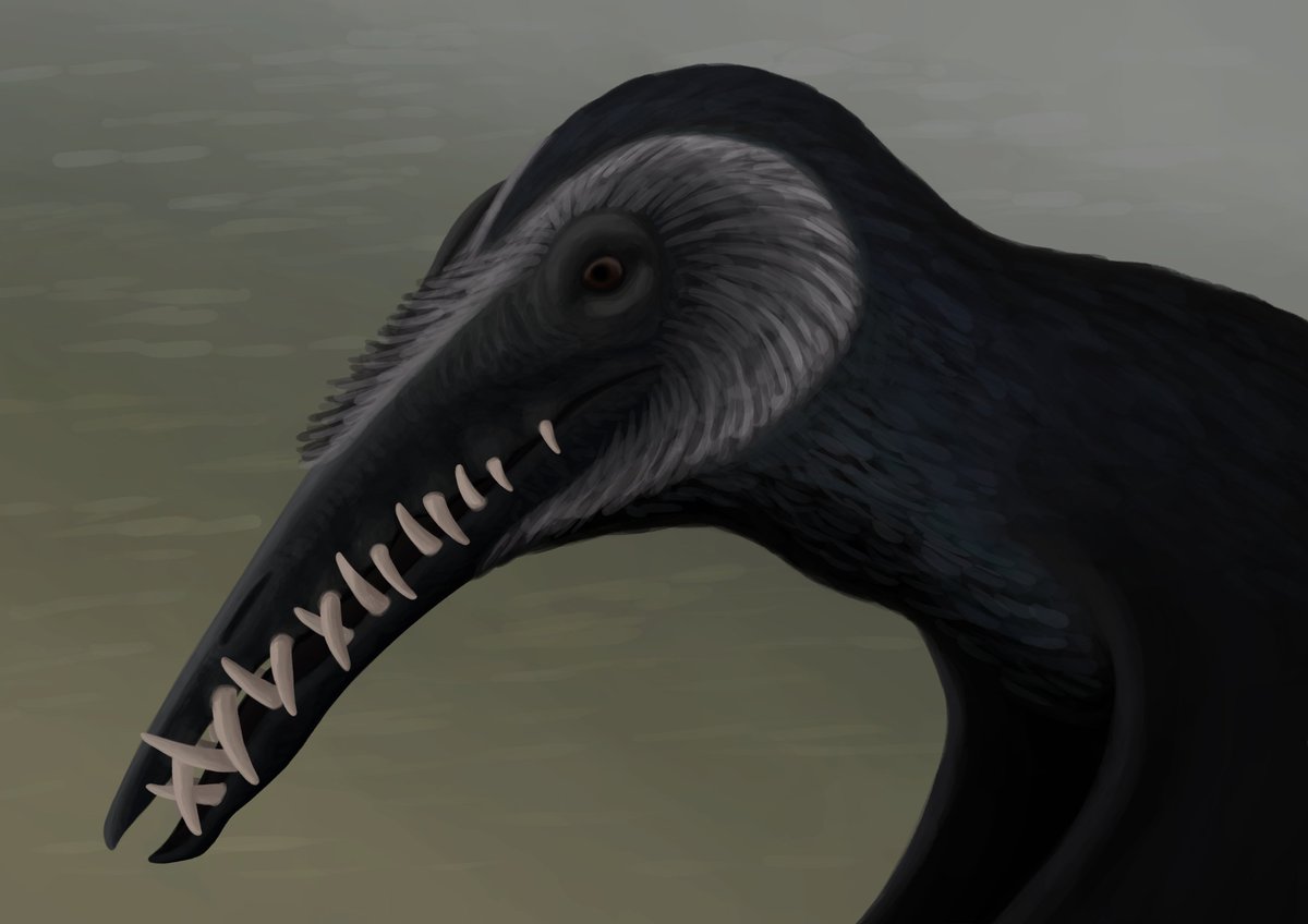 Dearc, the largest known Jurassic pterosaur.