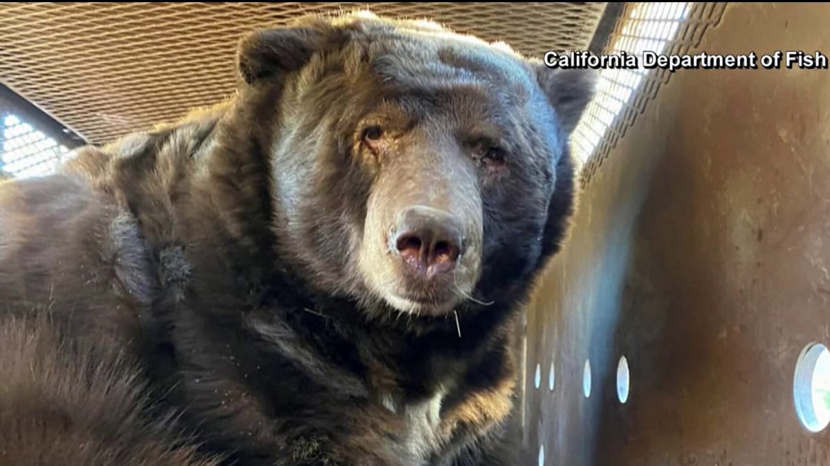 LAmag's tweet photo. A 525-pound bear found shelter under a home in Altadena. 🏡🐻

Utility workers stumbled upon it while restoring power.

It took 8 people and 24 hours to remove it.

The bear was safely trapped and released into the Angeles National Forest.

The crawl space? Now officially bear-proof.