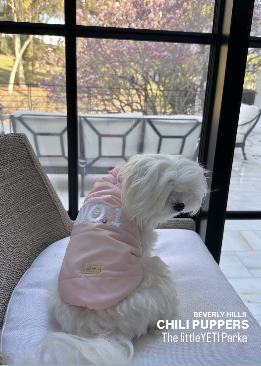 CPupBevHills's tweet photo. Your dog is NO.1 
Chili Puppers cold weather littleYETI Dog Parka featuring NO.1 proudly across the back because we all know who’s Number One. 
Limited Edition colors for the season of love.

Shop https://t.co/pdTlrRsowp https://t.co/rtzQ0VTvON