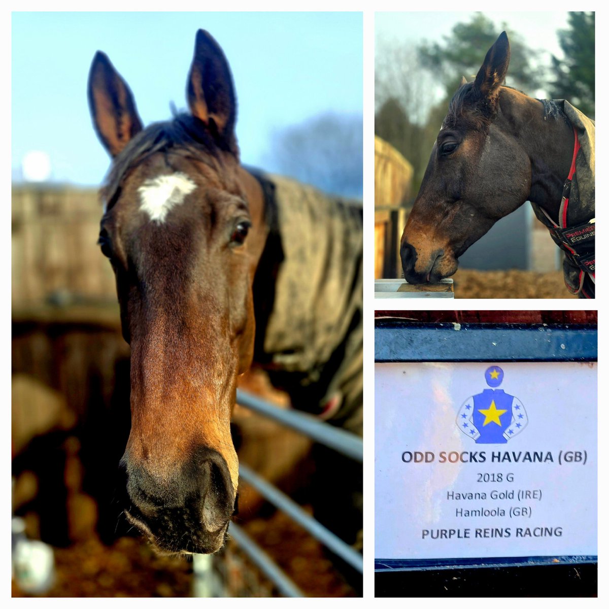 Great to see the charismatic <a href="/OddSocksHavana/">Purple Reins Racing</a> in the thick of it <a href="/NewcastleRaces/">Newcastle Racecourse</a> today. 
Here he is striking a pose (or 2), at home in 'the horse village' at <a href="/RebeccaEMenzies/">Rebecca Menzies Racing</a> Howe Hills Farm. 
🏇💜🤍💛🏇
#happyhorses