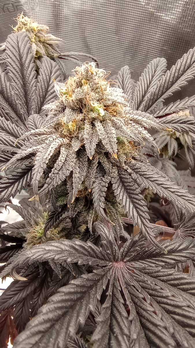 Jack Frost tweet media