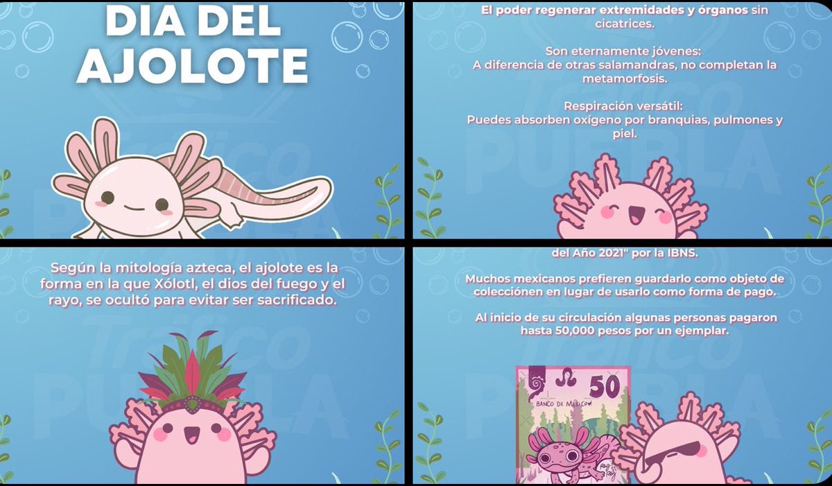 🌿 Cada 1 de febrero celebramos al ajolote mexicano, una especie única en el mundo y símbolo de nuestra biodiversidad. 

Este increíble anfibio, presente en #Xochimilco, #Puebla y #Michoacán, enfrenta amenazas que ponen en riesgo su existencia. 
¡Cuidemos su hábitat y