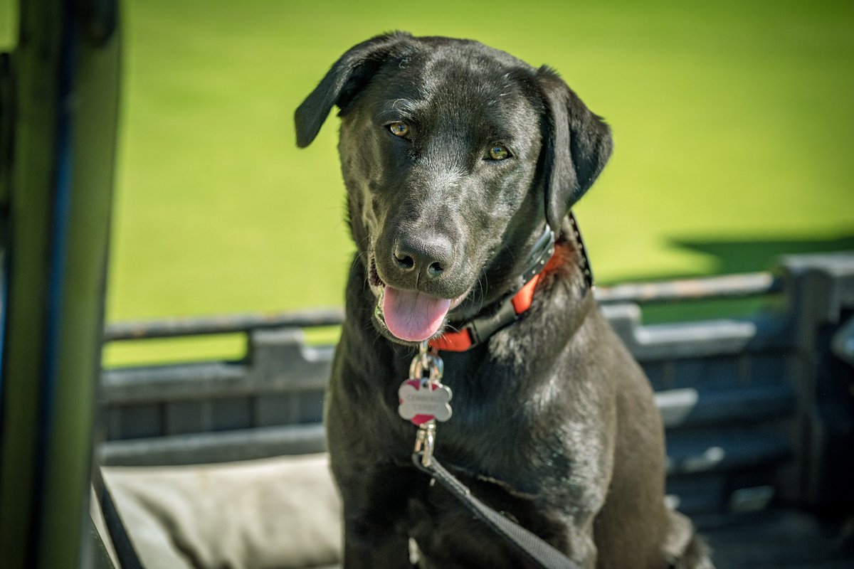 Travis Cook tweet media