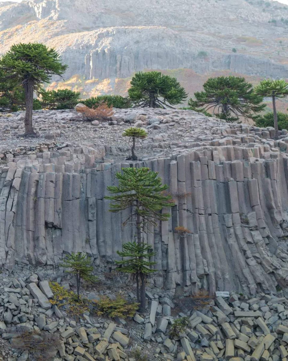 turisargentina's tweet photo. La geometría perfecta de la naturaleza. Columnas basalticas en los prehistóricos bosques de araucarias 🙌🇦🇷🌴

Sendero Cascada del Río Agrio. Caviahue, Neuquén 😍

Foto de Matías "Caminante" Derisio Photography https://t.co/vwD8b4u9zy