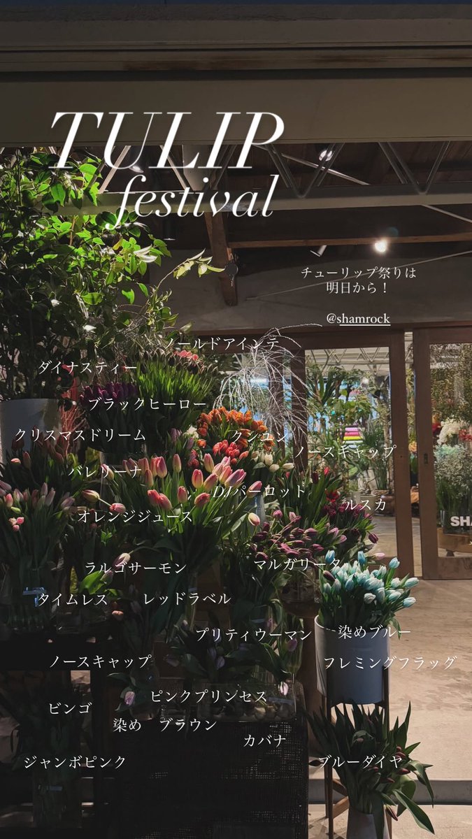 SHAMROCK_HARADA's tweet photo. 本日よりシャムロックにてチューリップ祭を開催。10本単位での販売で、いつもよりお得なお値段でご購入いただけます✂️

千本のチューリップと共に、皆様をお待ちしております🌷

@SHAMROCK_STAFF https://t.co/frgAI2j7Ag