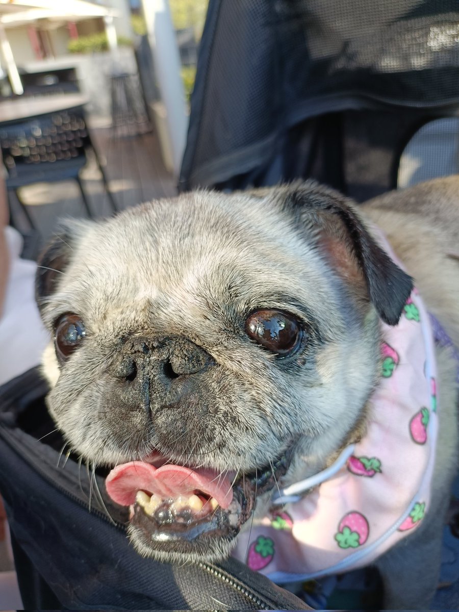 Hello all friends. Guess what!?! Hugran just met up with <a href="/Pug_Chloe/">Chloe</a> in Melbourne where she lives with her mum. We had such a lovely time. Chloe sent kisses home to Dennis 🤗🐶💕 here Chloe is looking at his photograph