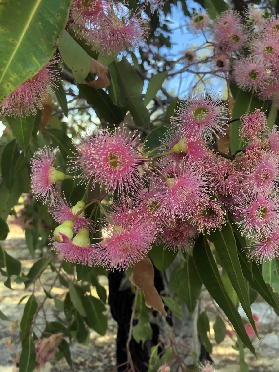 📣 February to March is the Noongar Season ‘Bunuru’. It is represented by the colour orange and is the hottest time of the year. The pic below shows the Corymbia (red flowering gum), the Jarrah and the Marri trees in full bloom.