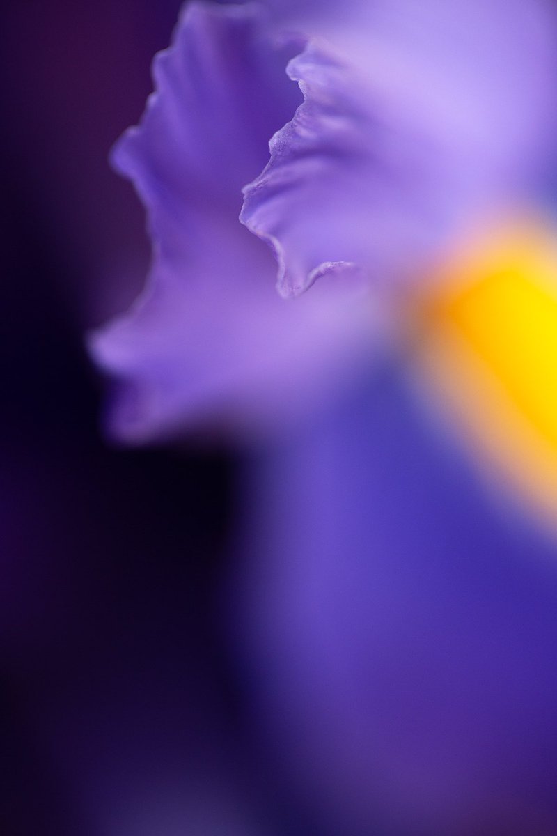 Bringing some colour to the photography tab on <a href="/rodeodotclub/">Rodeo</a>

In Bloom 4 is the first in a series of three of homegrown ranunculus

Link in comments