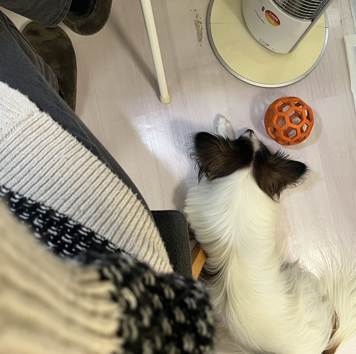 nanohanarururu's tweet photo. ふと足元見るとこんなんで、
クスッとなってしまいました🤭 https://t.co/a97yaikEkK